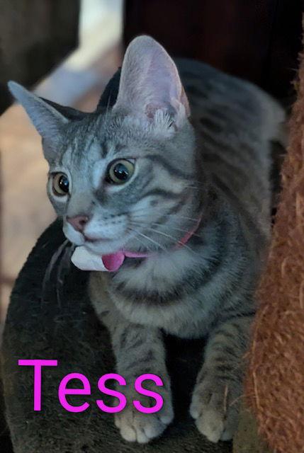 Enlarge Tess, a Adoptable Domestic Short Hair in Rochester, NY image 1/2