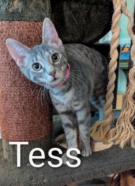 Tess, Adoptable, Young Female Domestic Short Hair.
