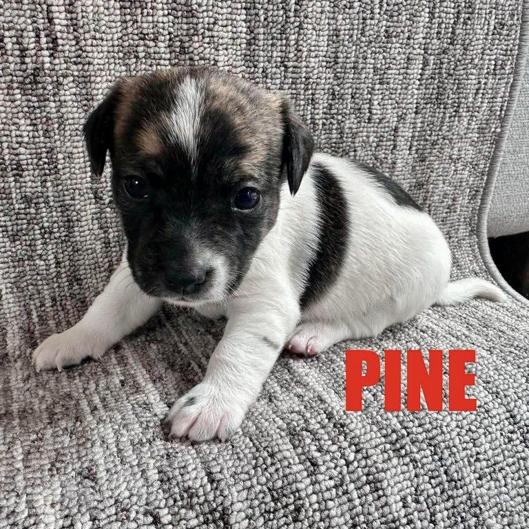 Pine, Adoptable, Puppy Male Chihuahua.