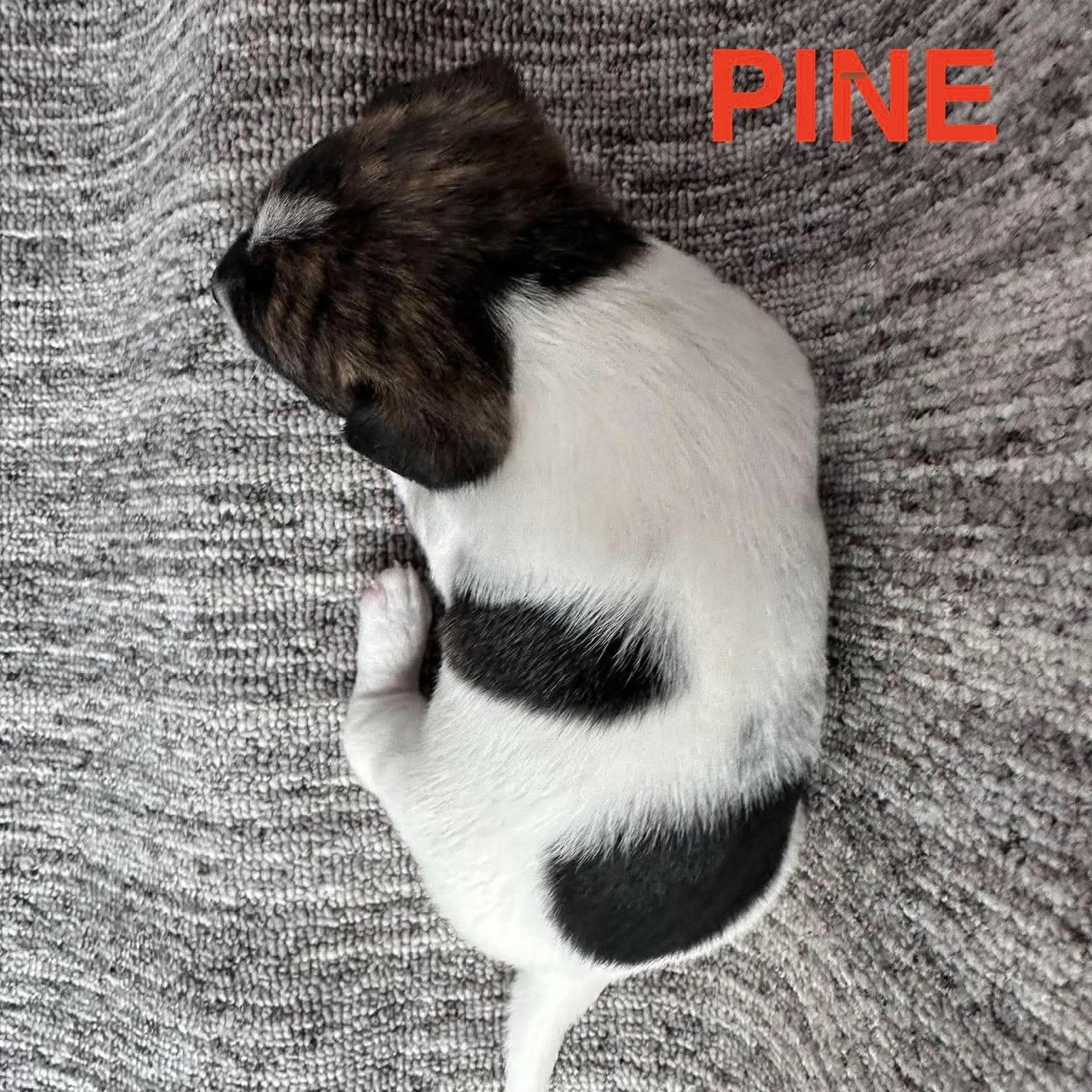 Enlarge Pine, a Adoptable Chihuahua in Wilmington, NC image 3/3