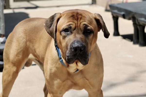 Kobe, Adoptable, Young Male Mixed Breed.