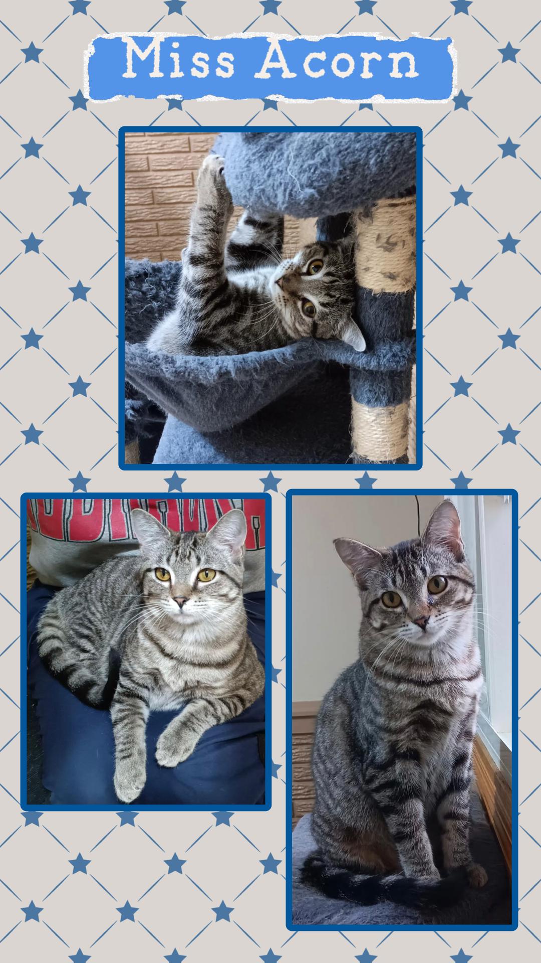 Enlarge Acorn, an adoptable Domestic Short Hair in Kearney, NE image 1/2