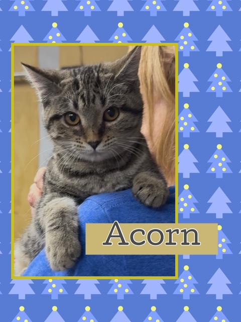 Acorn, Adoptable, Young Female Domestic Short Hair.