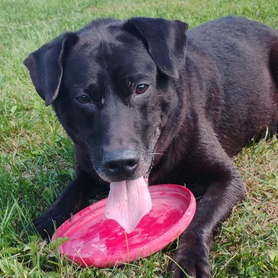Enlarge MIDNIGHT, a Adoptable mixed breed in Cadiz, OH image 3/4