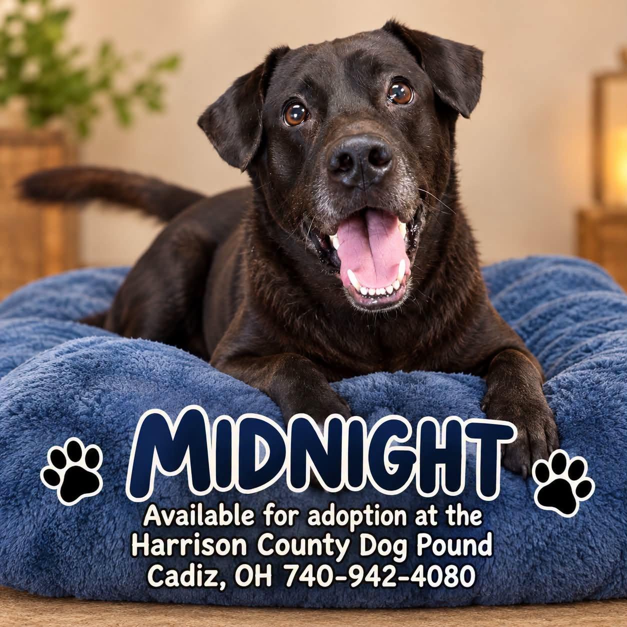 MIDNIGHT, Adoptable, Senior Male Black Labrador Retriever.