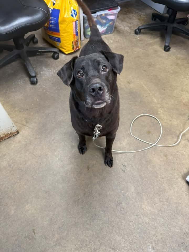 Enlarge MIDNIGHT, a Adoptable mixed breed in Cadiz, OH image 2/4