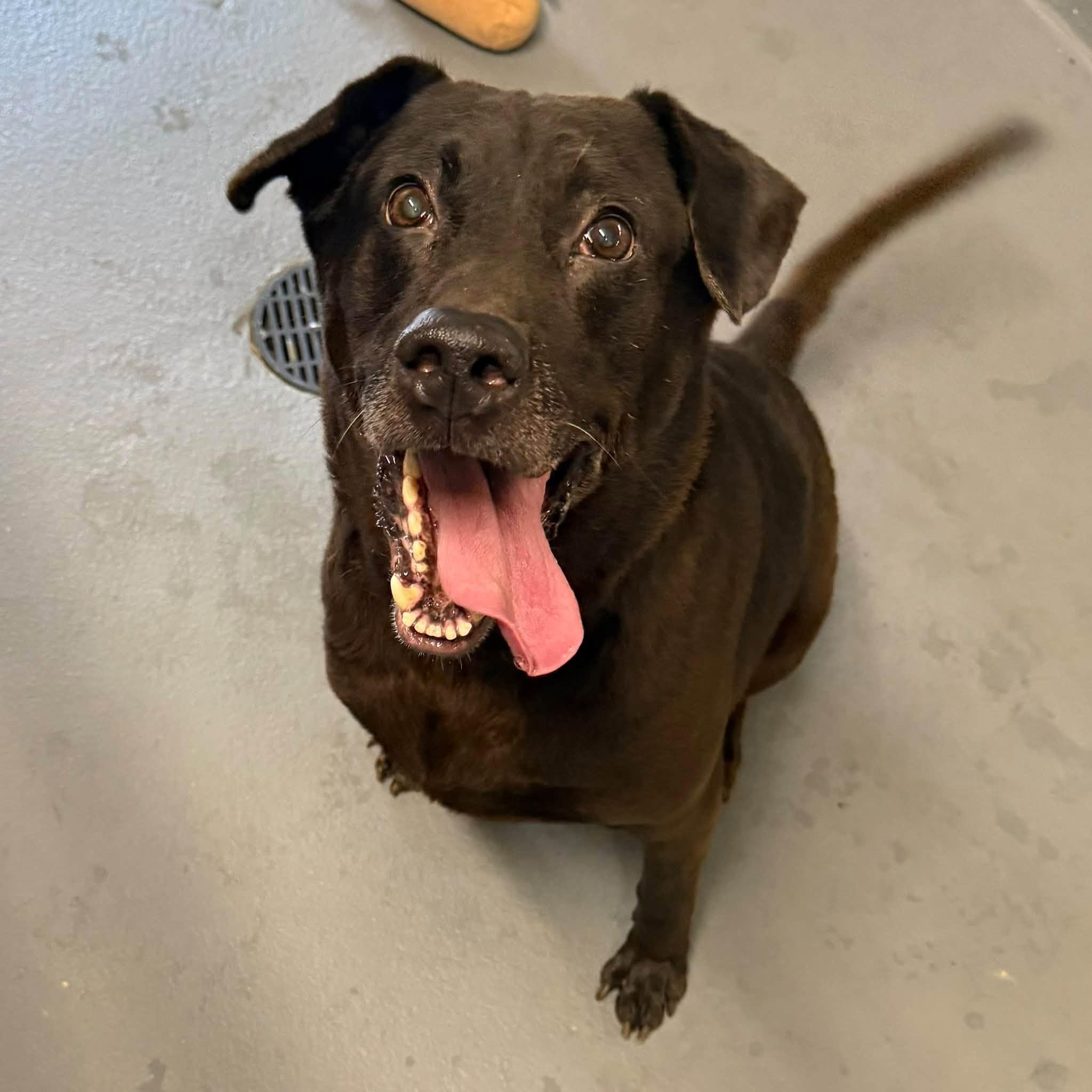 Enlarge MIDNIGHT, a Adoptable mixed breed in Cadiz, OH image 4/4