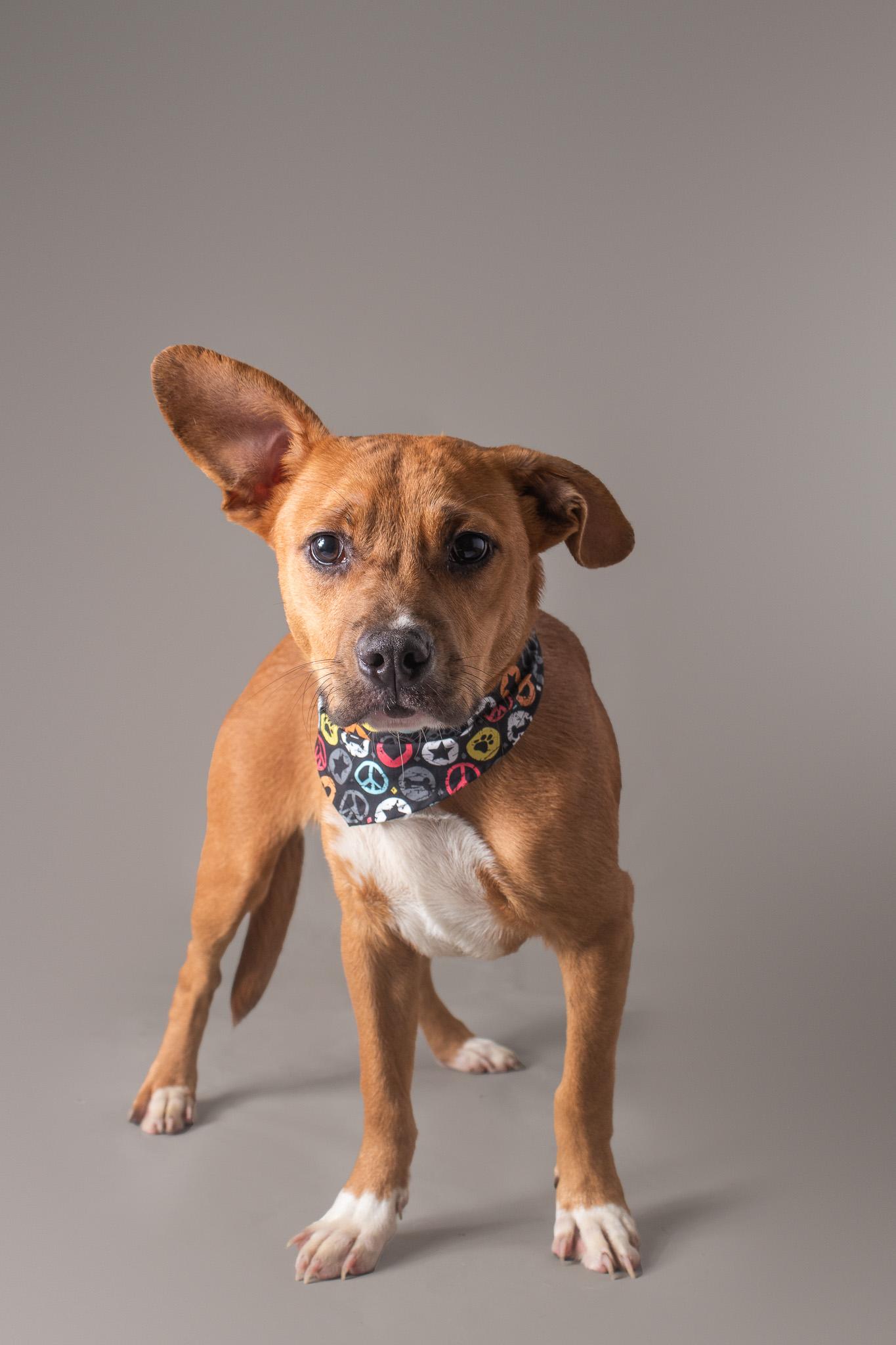 Herk, adopted, Adult Male Pit Bull Terrier.