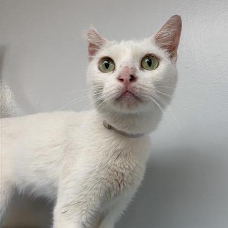 Enlarge Ocean, a Adoptable Domestic Short Hair in Long Beach, CA image 1/3