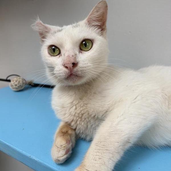 Enlarge Ocean, a Adoptable Domestic Short Hair in Long Beach, CA image 2/3