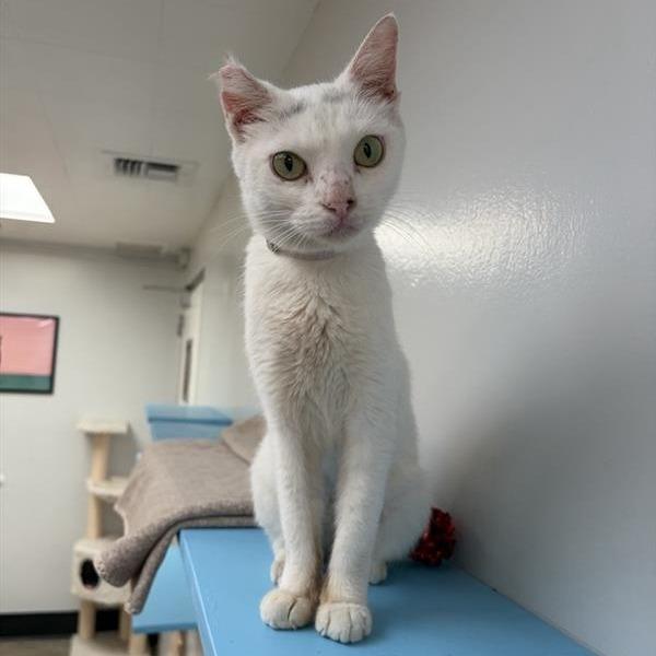 Enlarge Ocean, a Adoptable Domestic Short Hair in Long Beach, CA image 3/3
