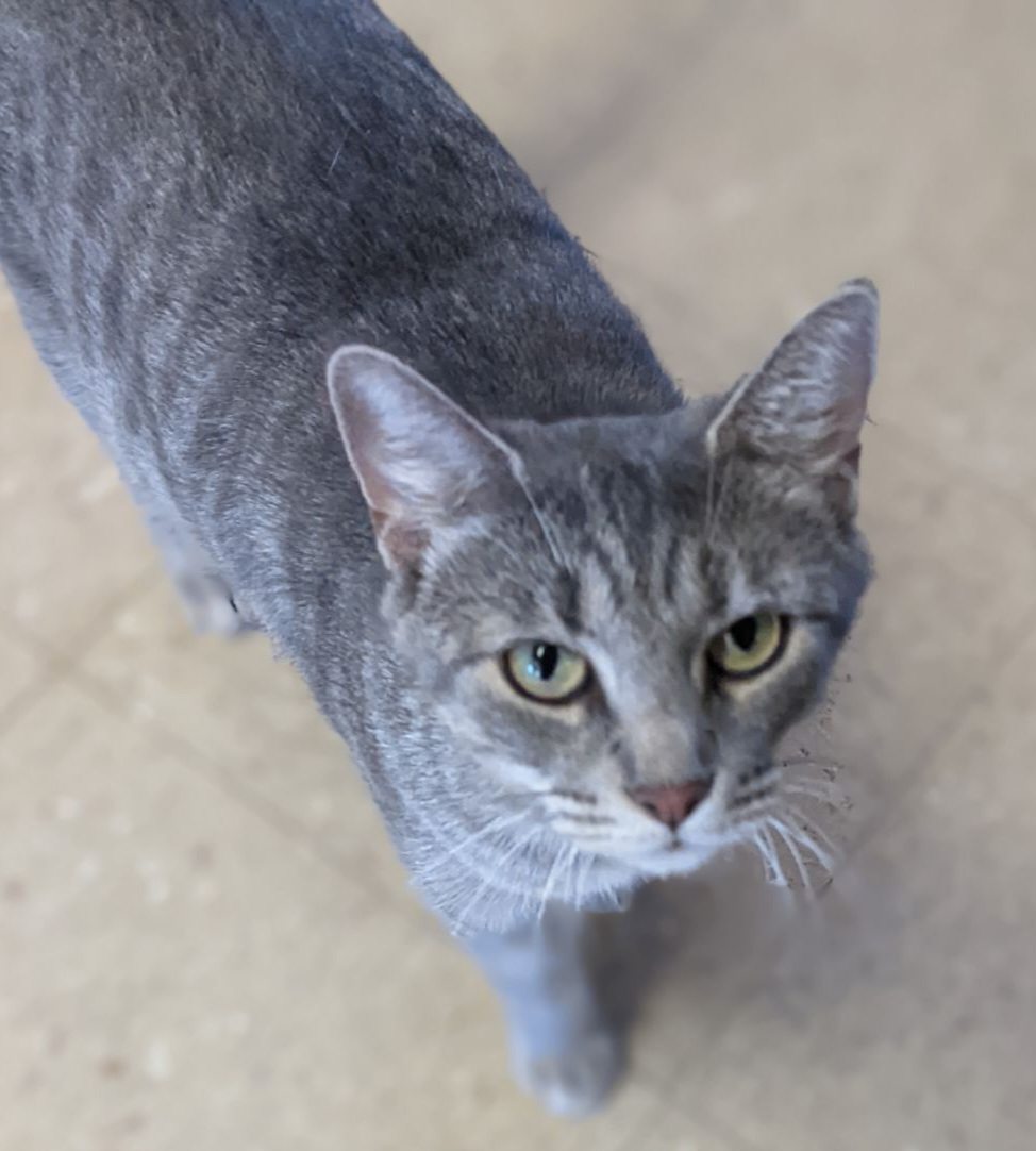 Vonetta aka Miss Piggy, a Adoptable Domestic Short Hair in Mansfield Center, CT image 5/6