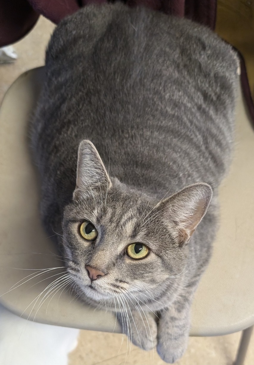 Vonetta aka Miss Piggy, a Adoptable Domestic Short Hair in Mansfield Center, CT image 4/6