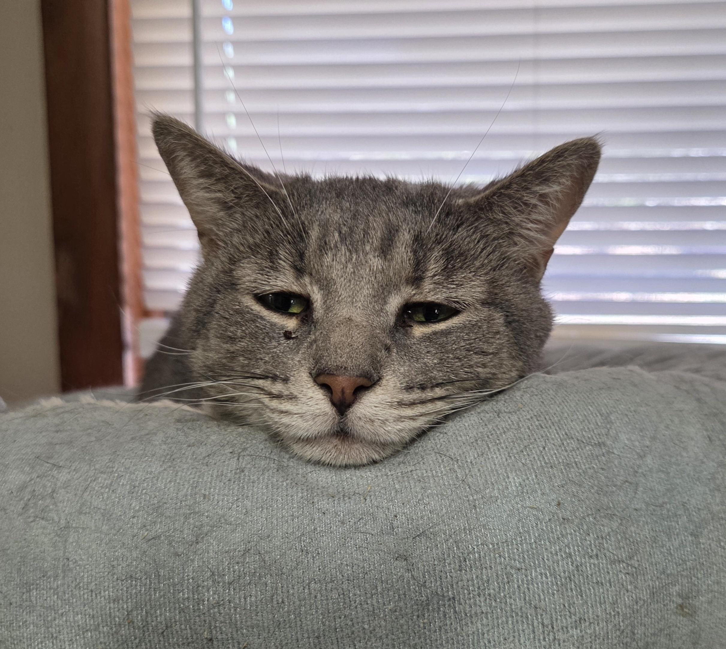 Enlarge Vonetta , a Adoptable Domestic Short Hair in Mansfield Center, CT image 6/6