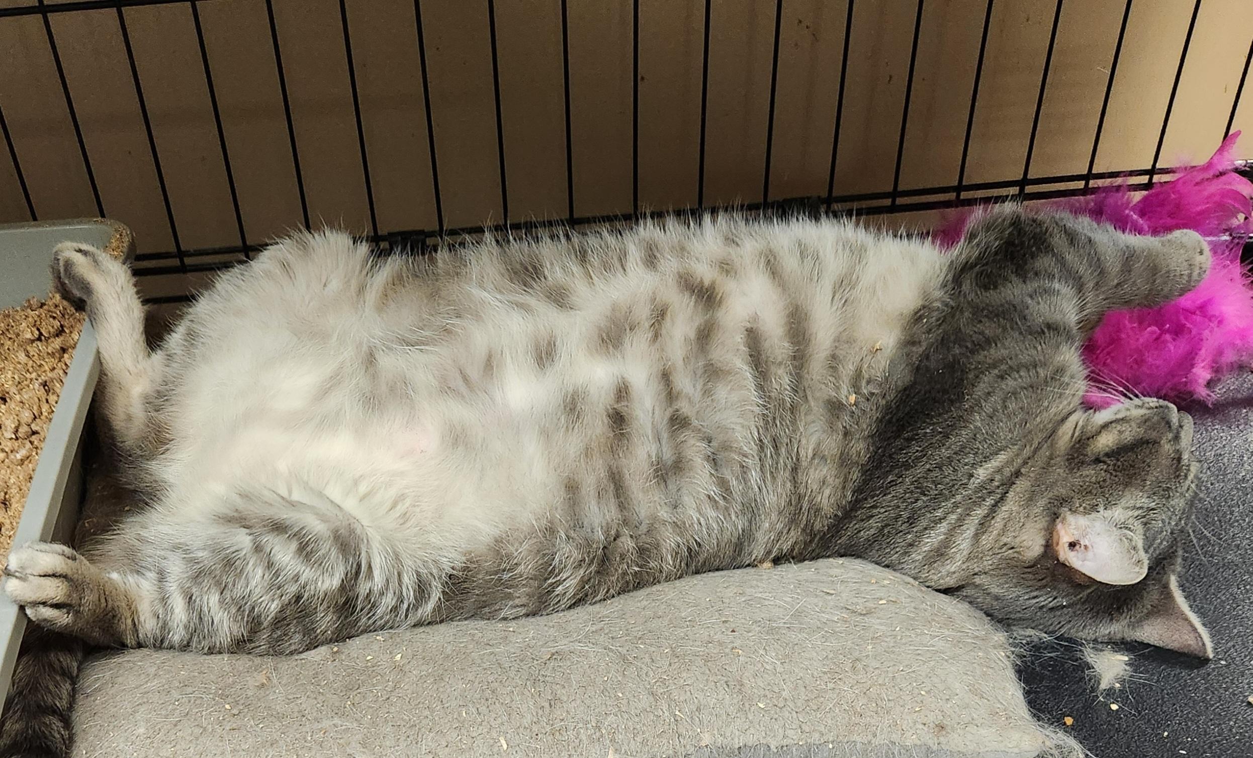 Vonetta aka Miss Piggy, a Adoptable Domestic Short Hair in Mansfield Center, CT image 3/6