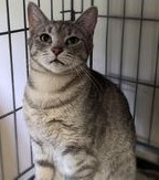 Vonetta aka Miss Piggy, a Adoptable Domestic Short Hair in Mansfield Center, CT image 6/6