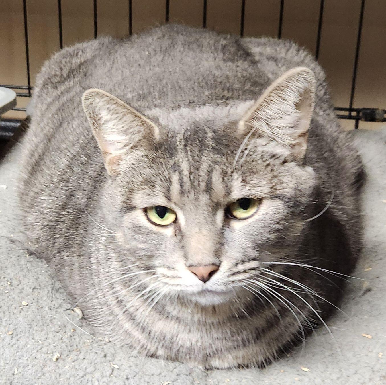 Vonetta aka Miss Piggy, a Adoptable Domestic Short Hair in Mansfield Center, CT image 1/6