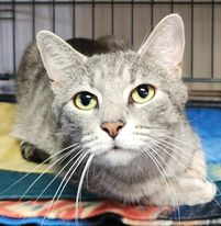 Vonetta aka Miss Piggy, a Adoptable Domestic Short Hair in Mansfield Center, CT image 2/6