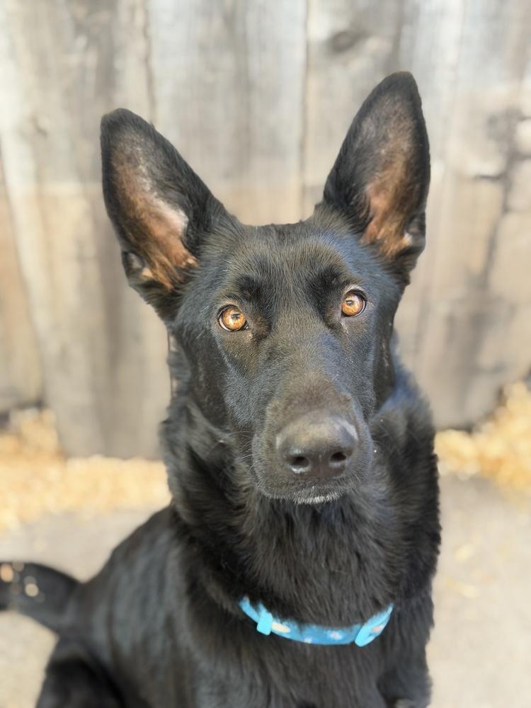 Mama Juju, Adoptable, Young Female German Shepherd Dog.