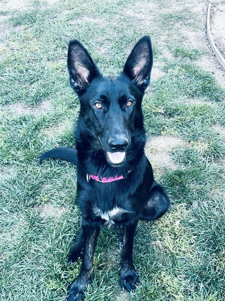 Mama Juju, a Adoptable mixed breed in Pleasant Hill, CA image 2/6