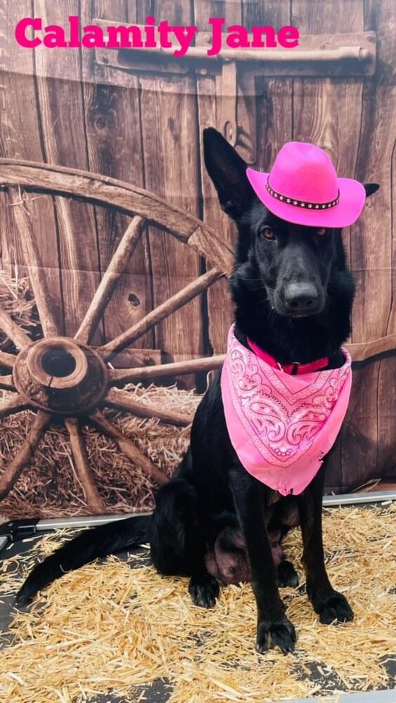 Mama Juju, a Adoptable mixed breed in Pleasant Hill, CA image 3/6