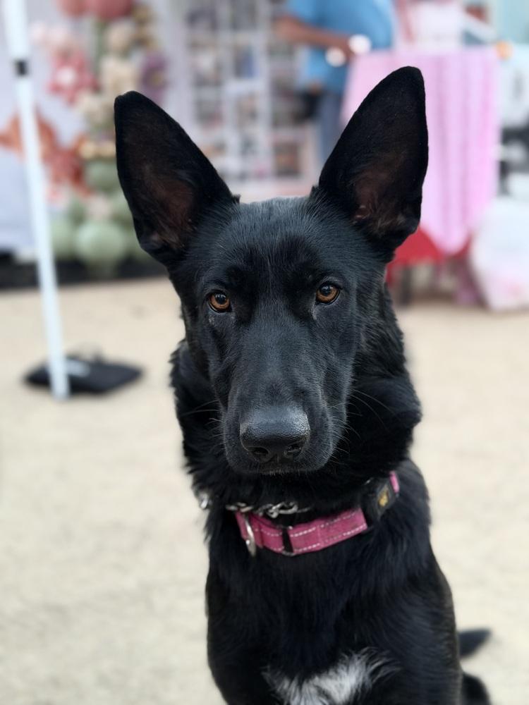 Mama Juju, a Adoptable mixed breed in Pleasant Hill, CA image 4/6