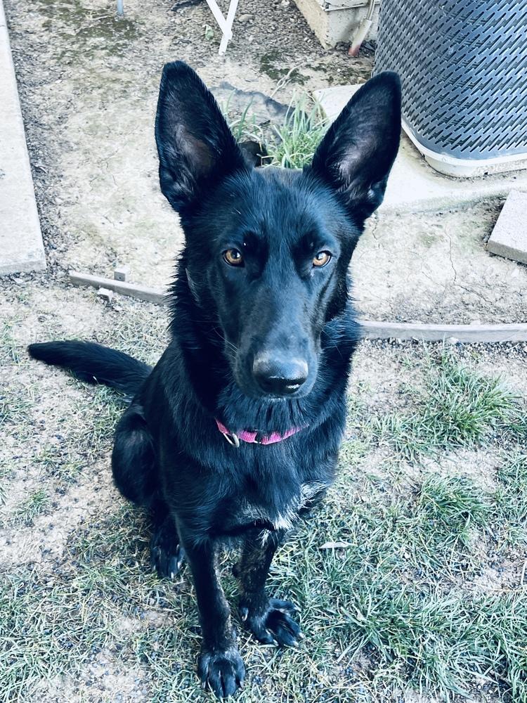 Mama Juju, a Adoptable mixed breed in Pleasant Hill, CA image 5/6