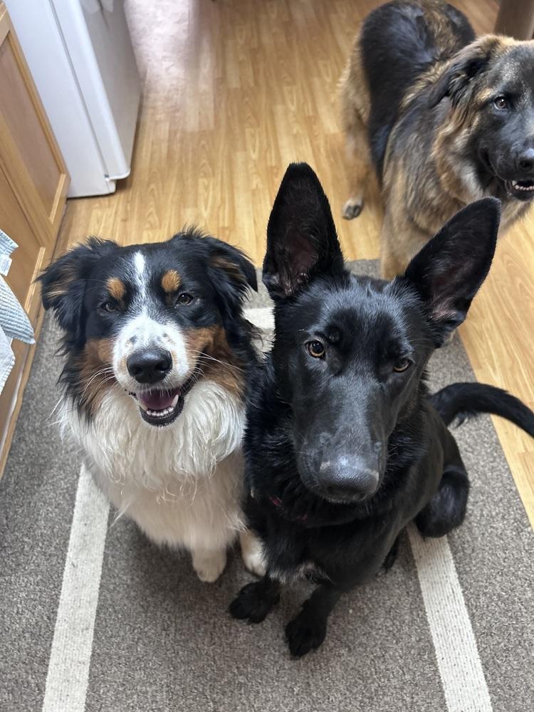 Mama Juju, a Adoptable mixed breed in Pleasant Hill, CA image 6/6