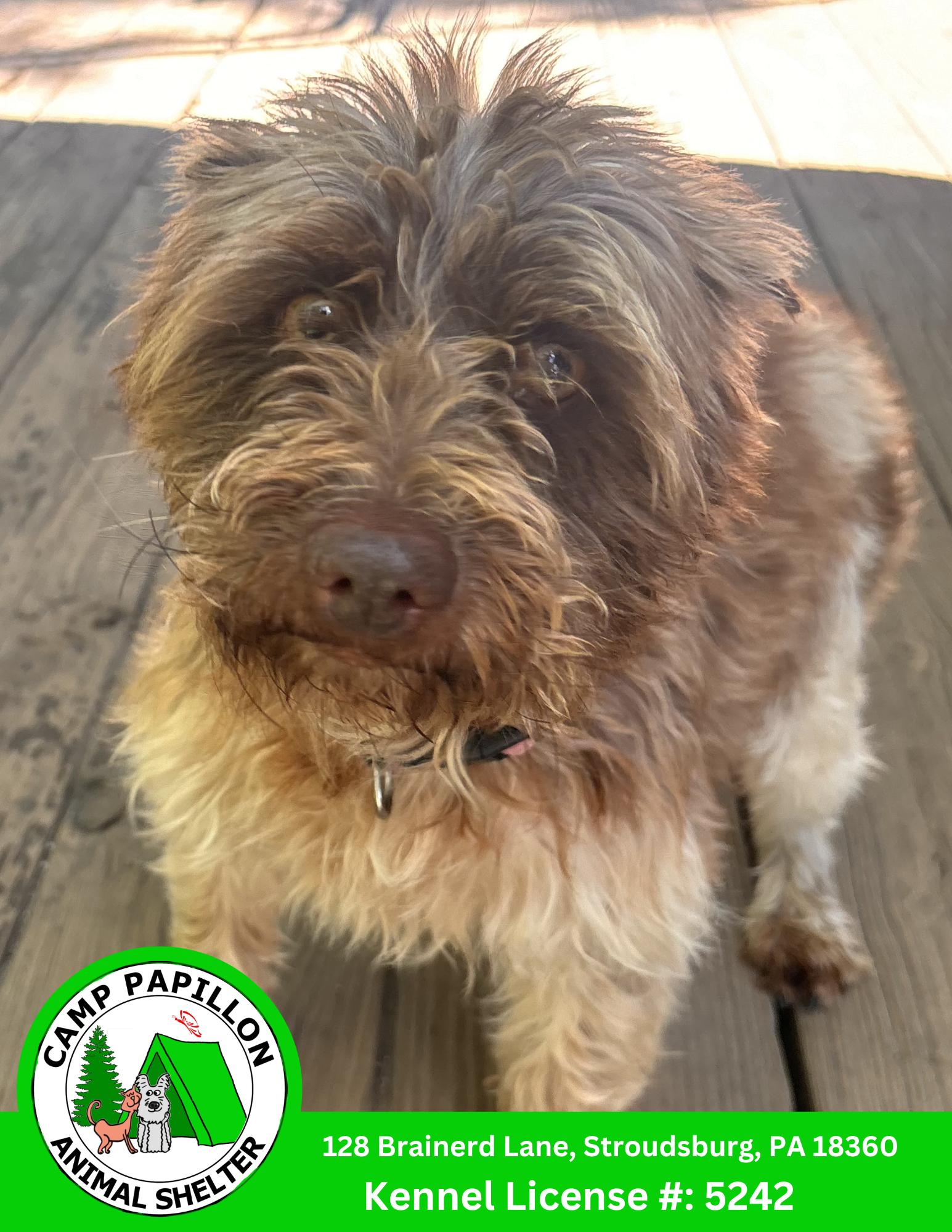 London, Adoptable, Young Female Schnauzer & Australian Shepherd.