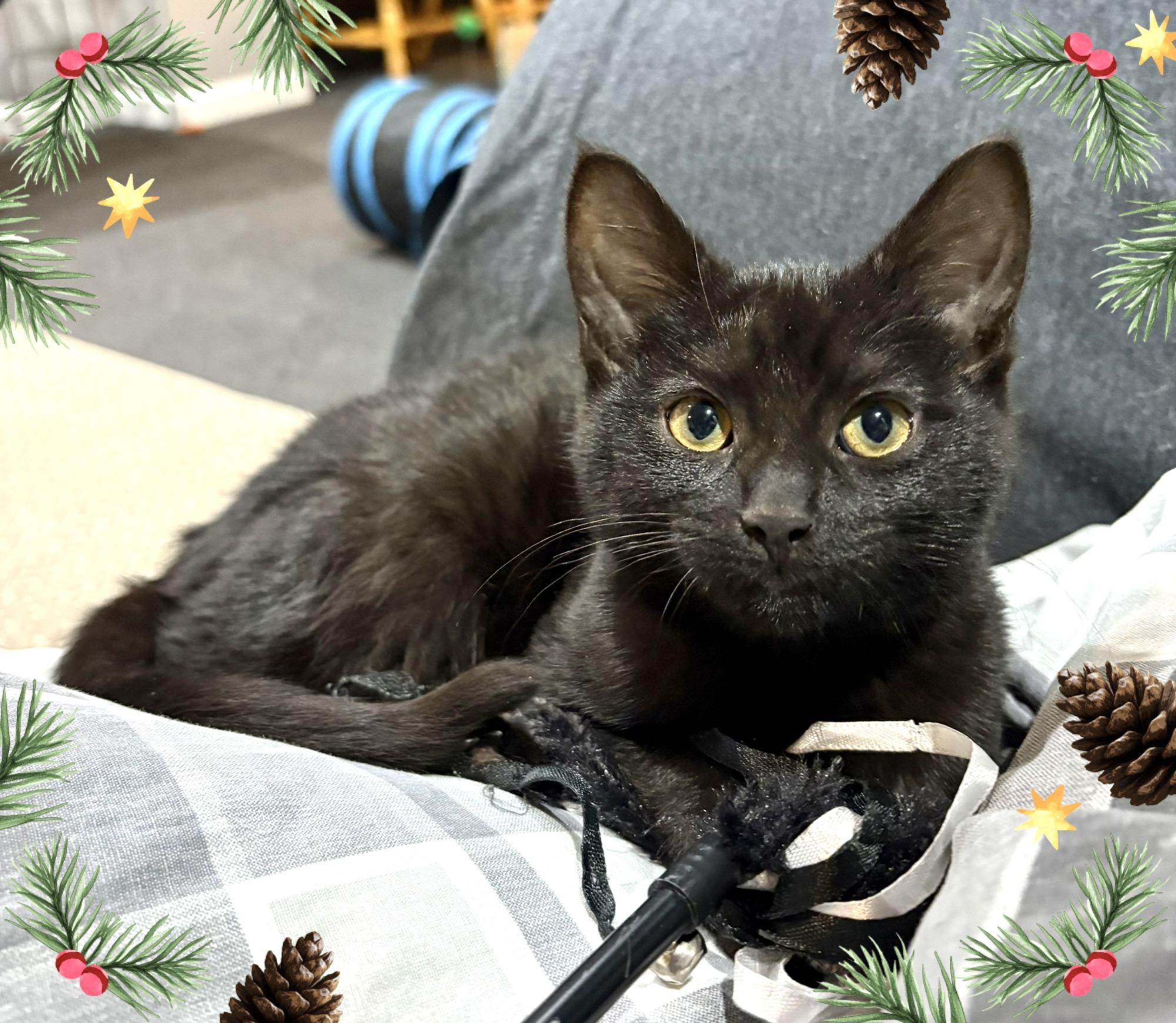 Sonic, a ADOPTABLE mixed breed in Macomb, MI image 1/5