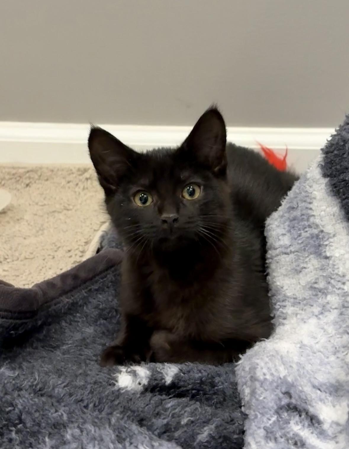 Sonic, a ADOPTABLE mixed breed in Macomb, MI image 2/5