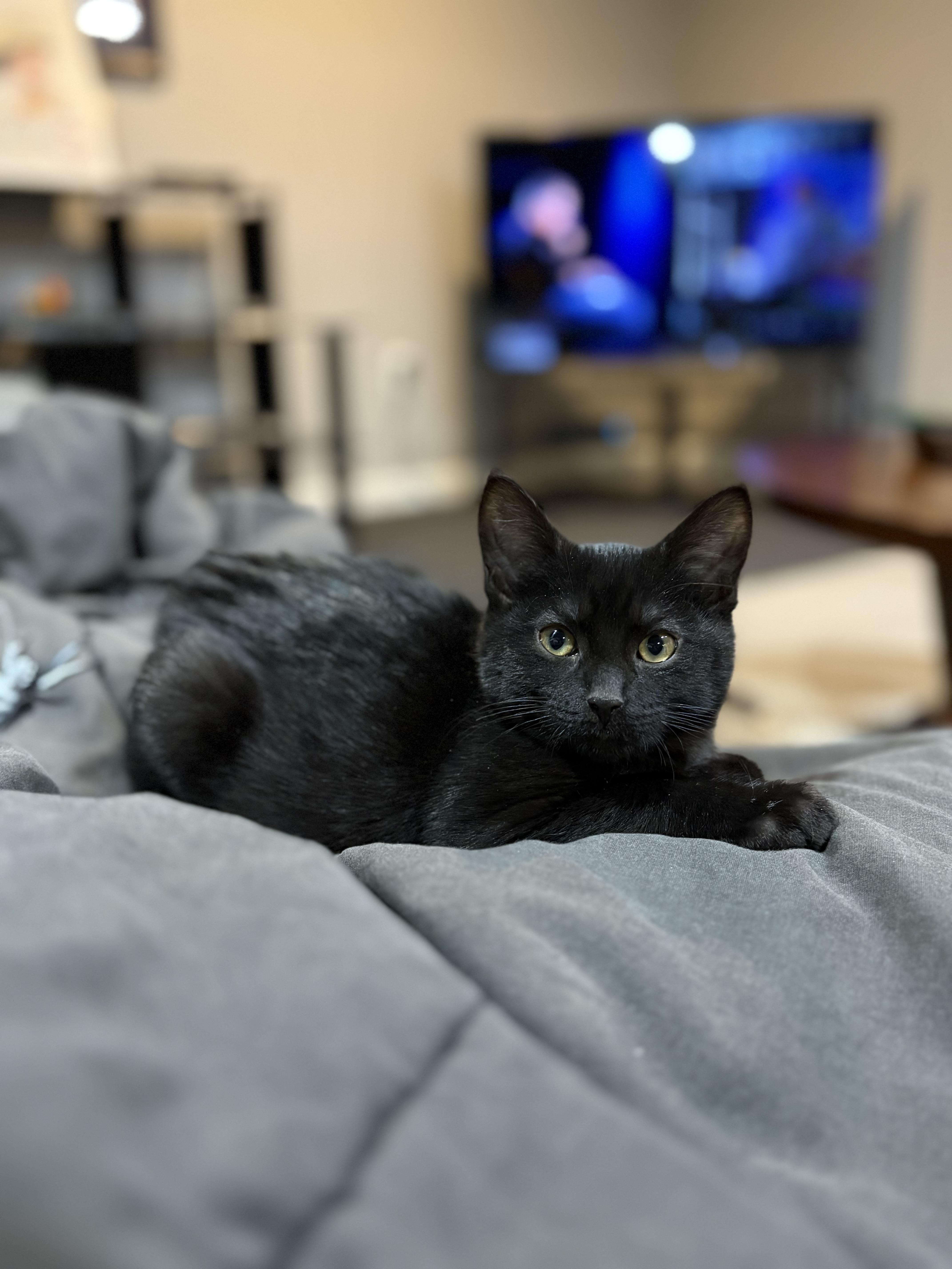 Sonic, a ADOPTABLE mixed breed in Macomb, MI image 3/5