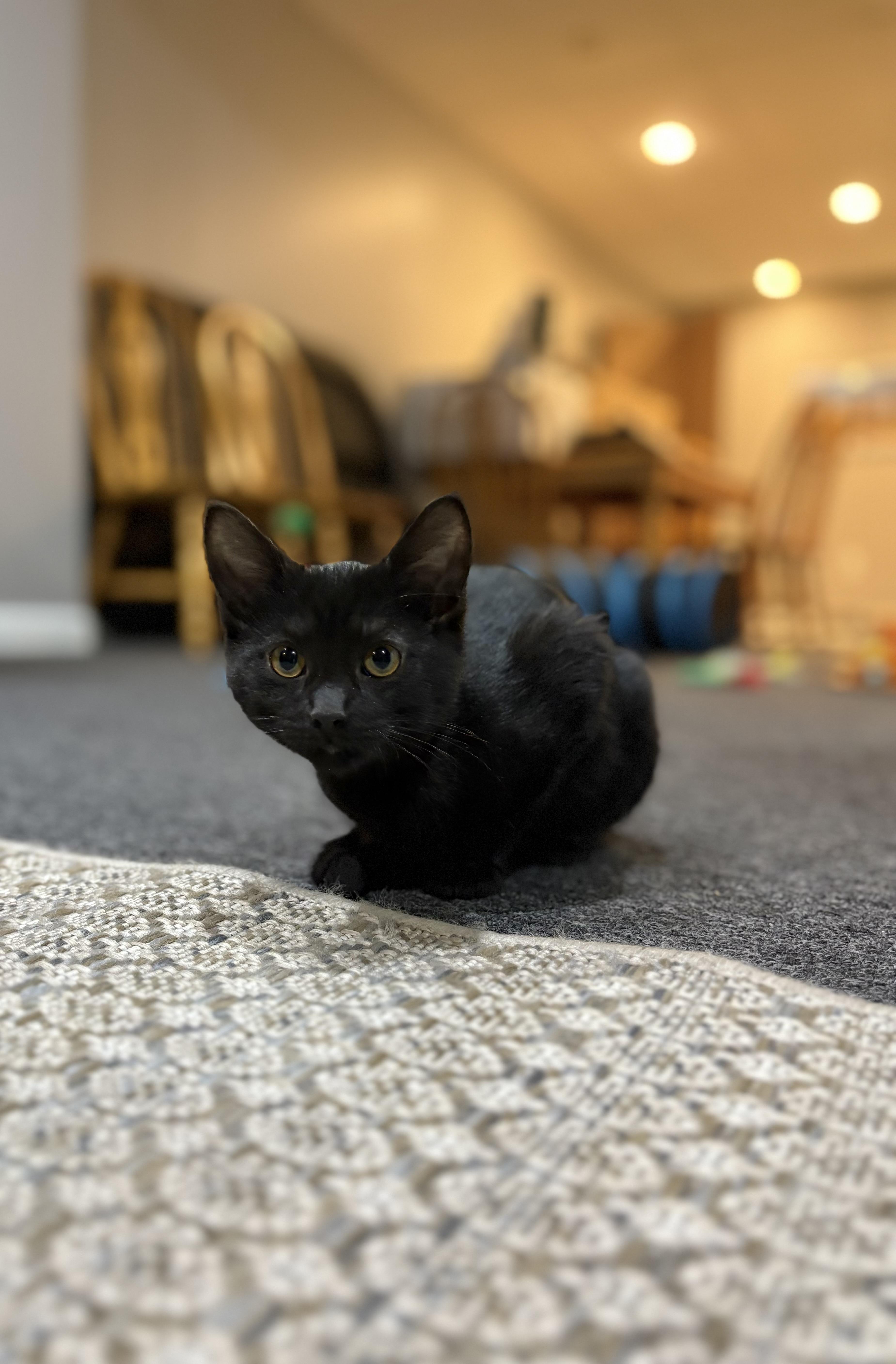 Sonic, a ADOPTABLE mixed breed in Macomb, MI image 4/5