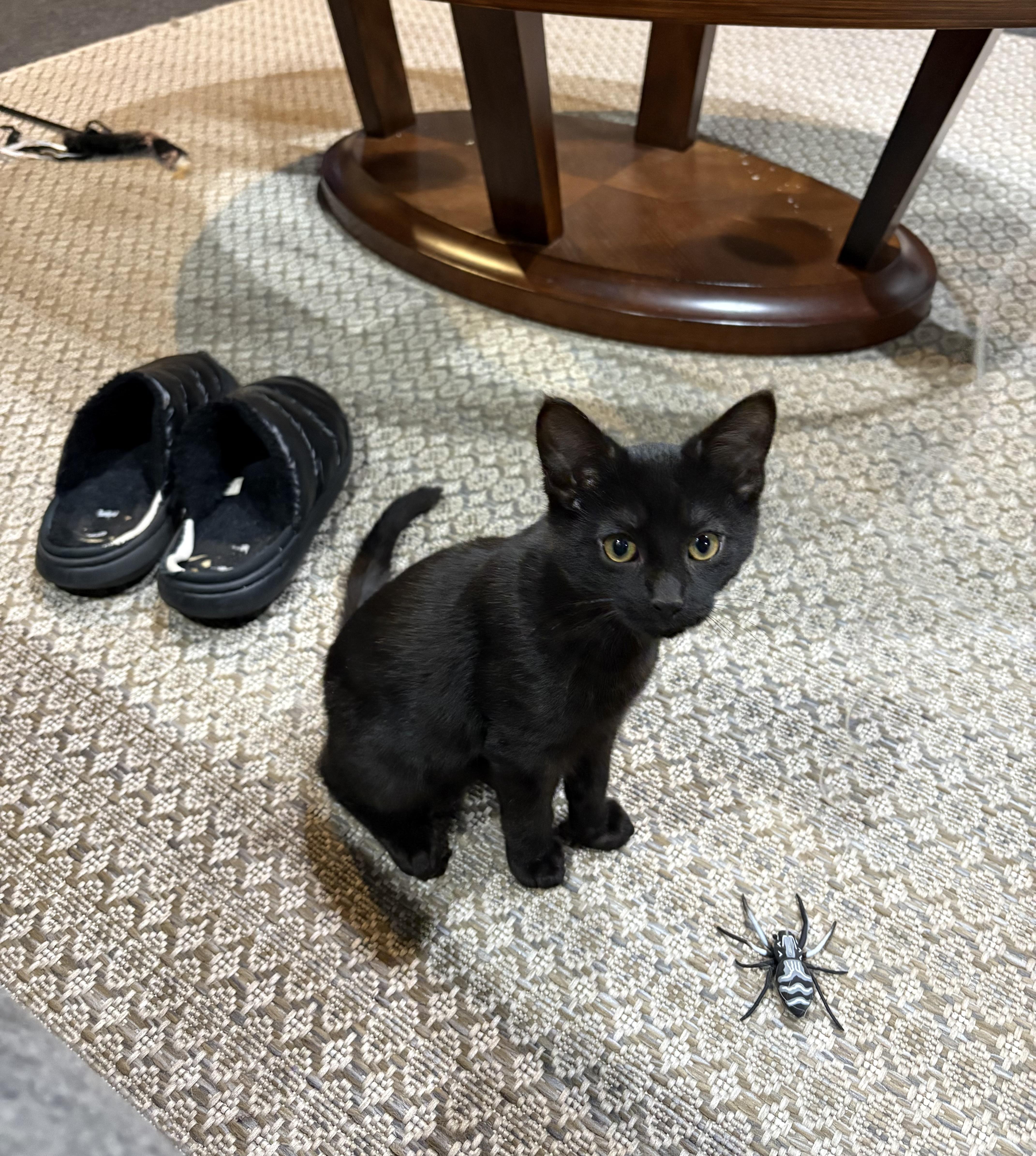 Sonic, ADOPTABLE, Kitten Male Domestic Short Hair & Bombay.