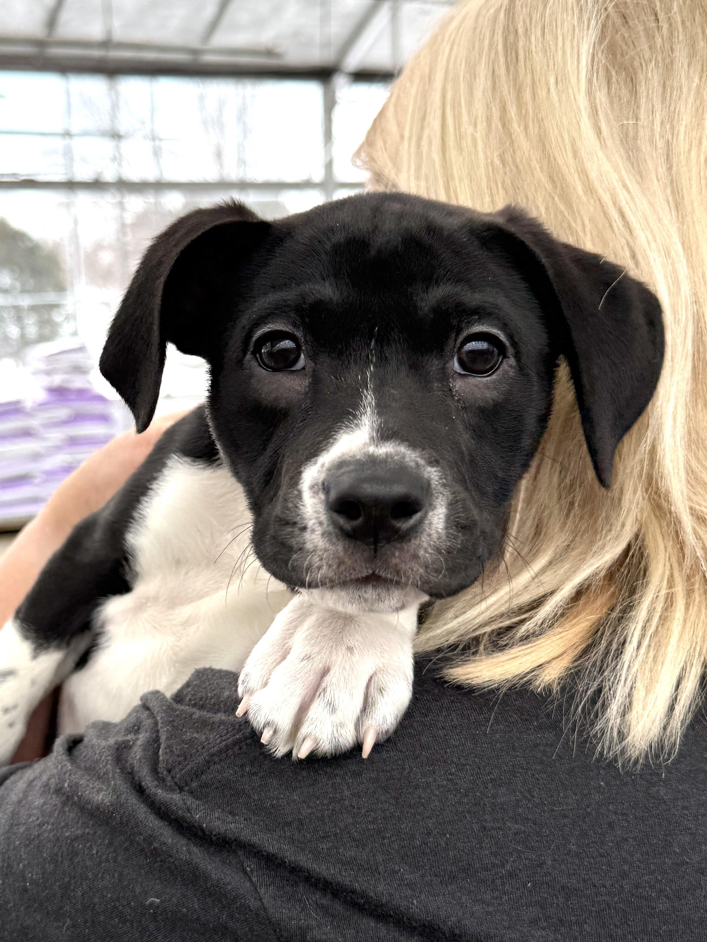 Rhett, Adoptable, Puppy Male Retriever & Mixed Breed.