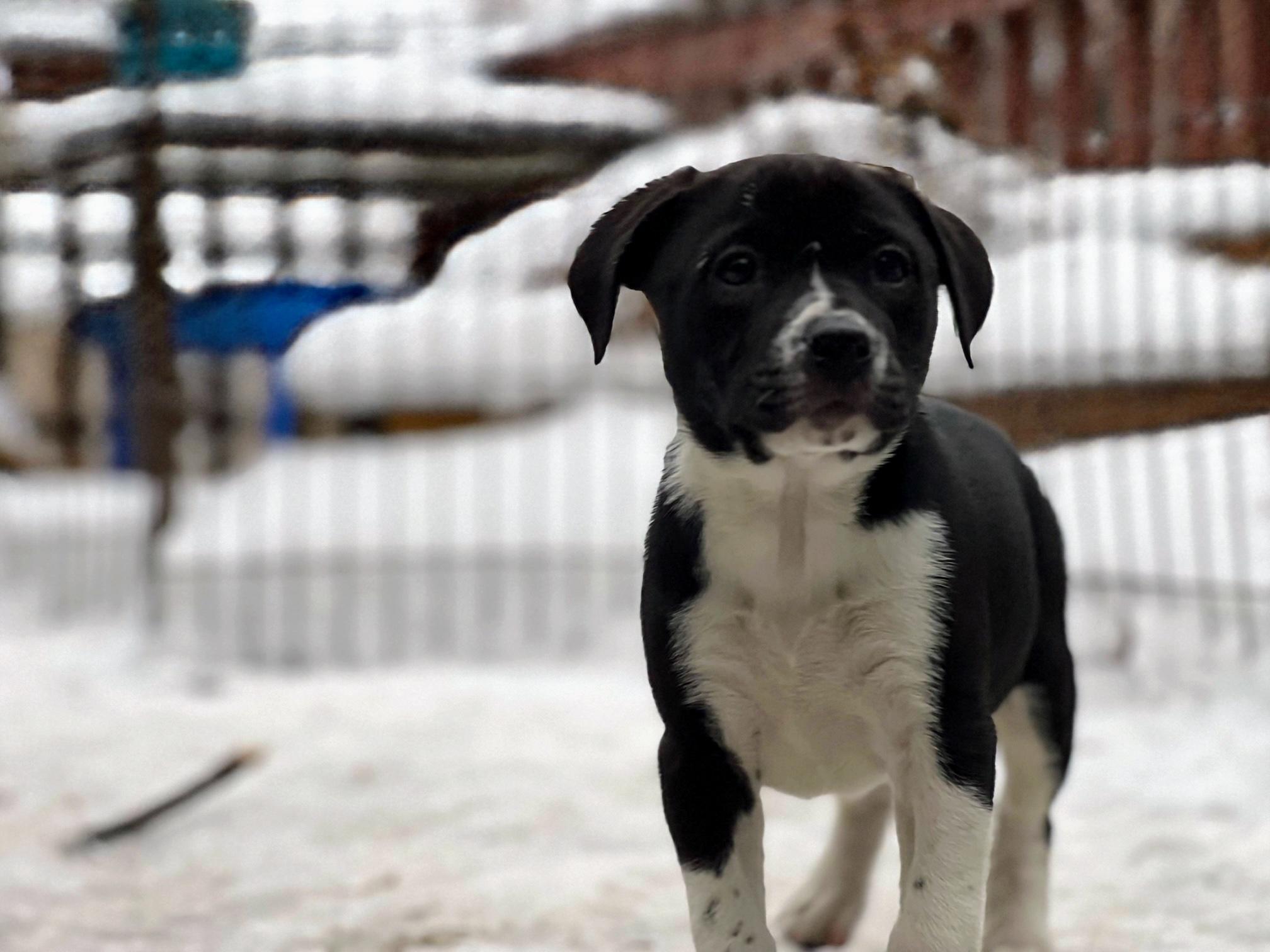 Enlarge Rhett, a Adoptable mixed breed in Minneapolis, MN image 5/6