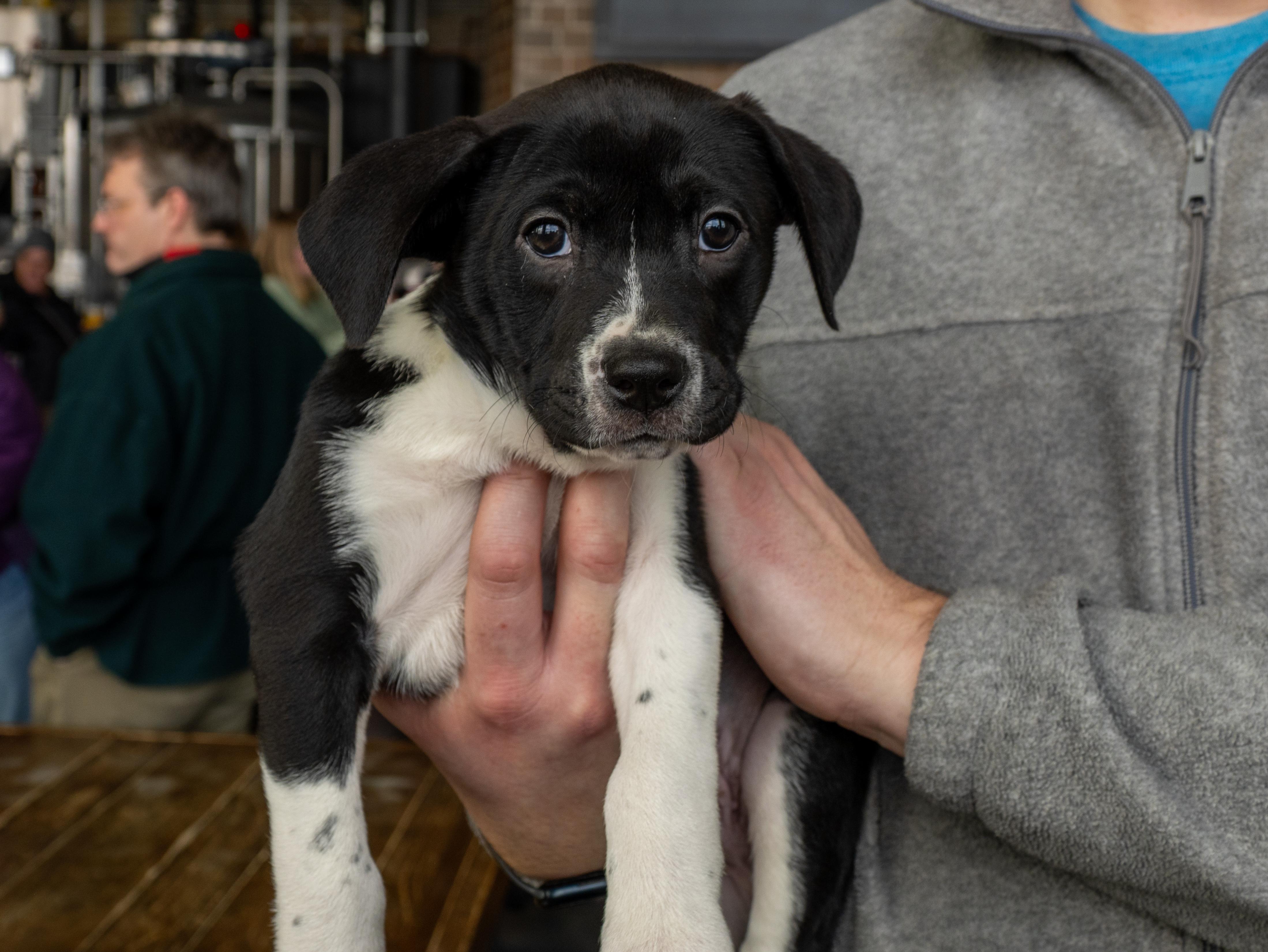 Enlarge Rhett, a Adoptable mixed breed in Minneapolis, MN image 2/6