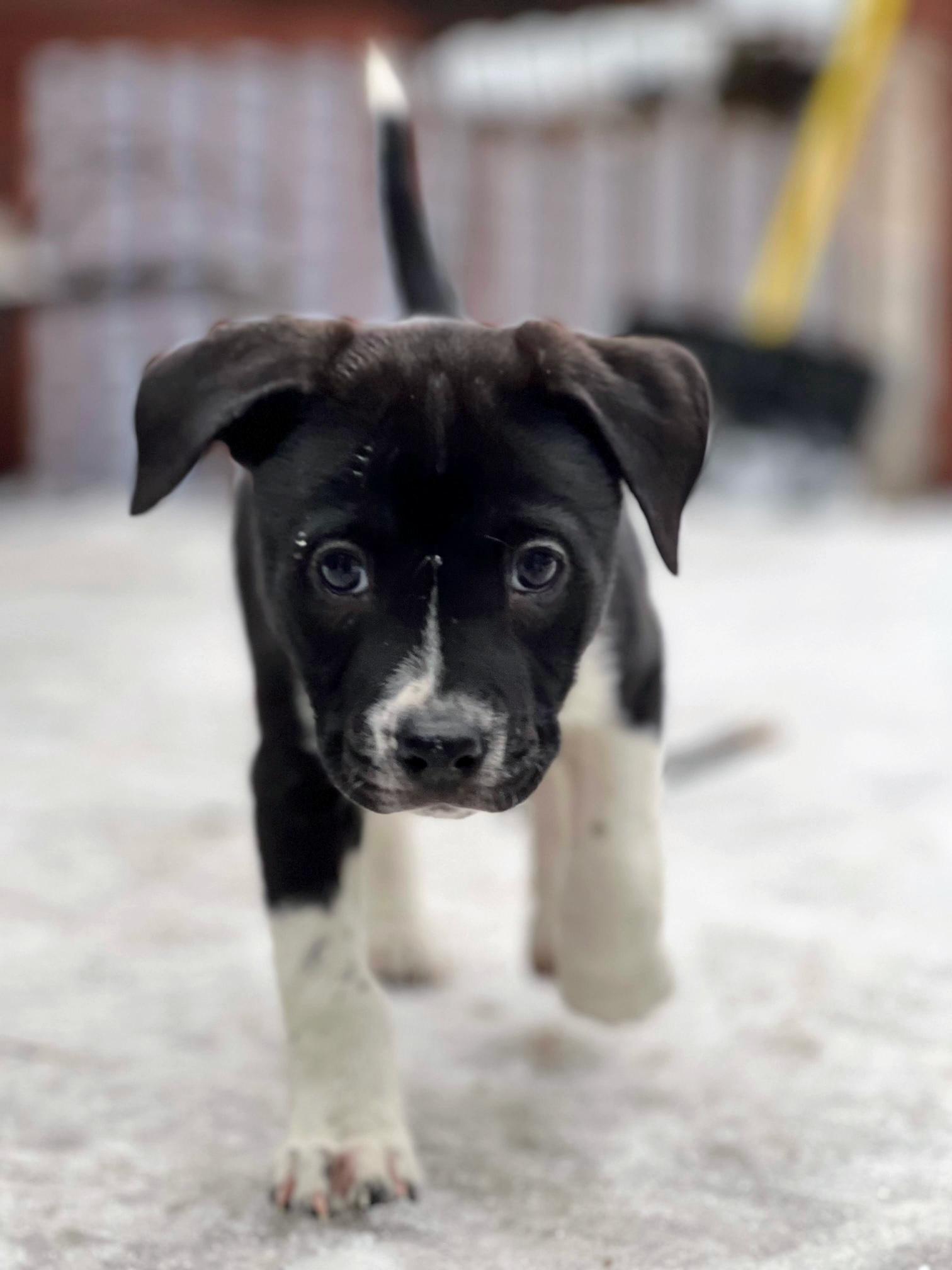 Enlarge Rhett, a Adoptable mixed breed in Minneapolis, MN image 3/6