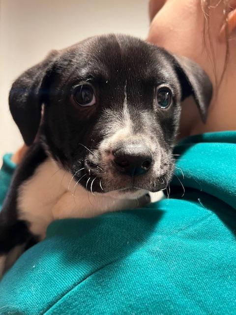 Enlarge Rhett, a Adoptable mixed breed in Minneapolis, MN image 6/6