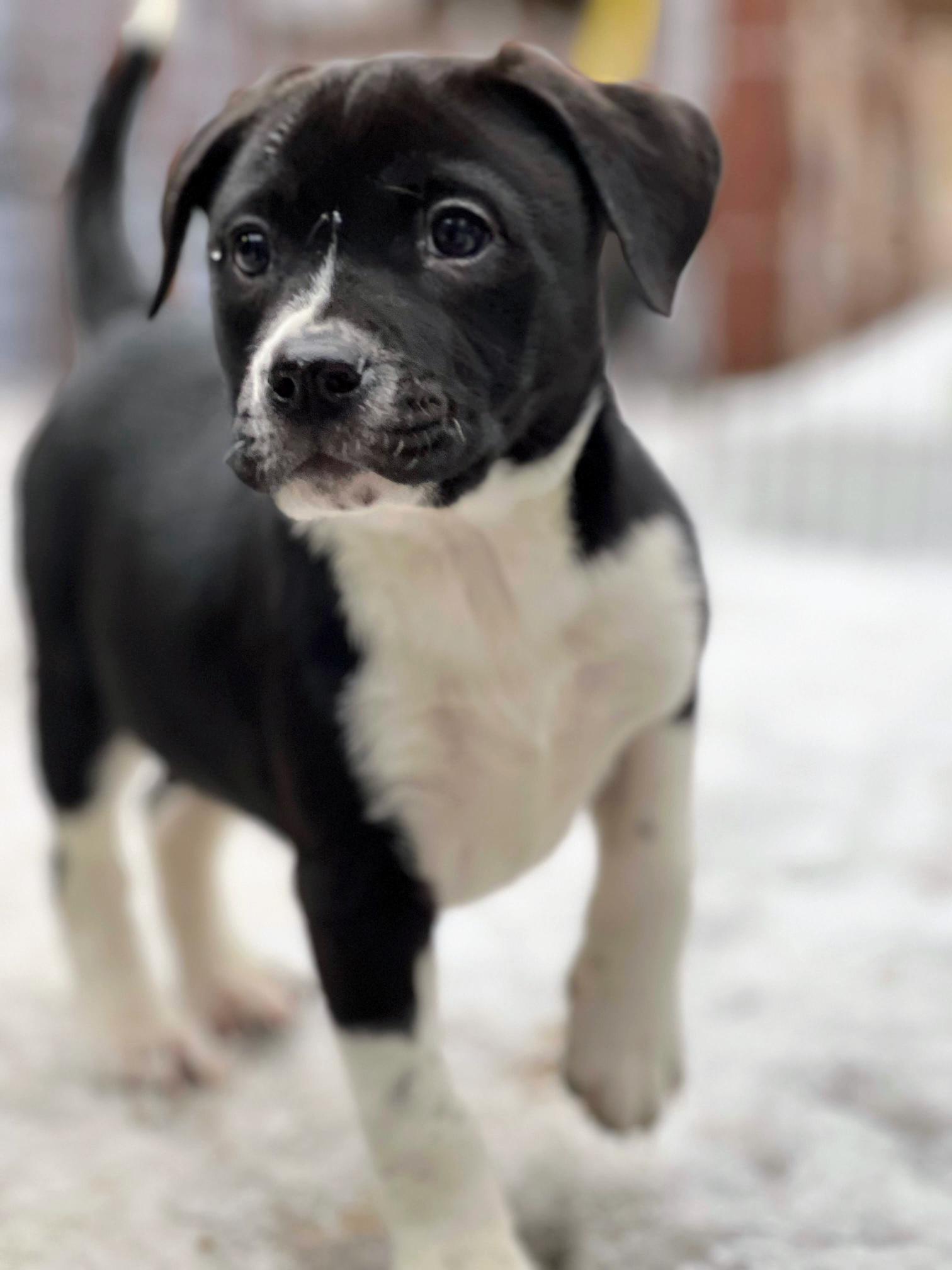 Enlarge Rhett, a Adoptable mixed breed in Minneapolis, MN image 1/6