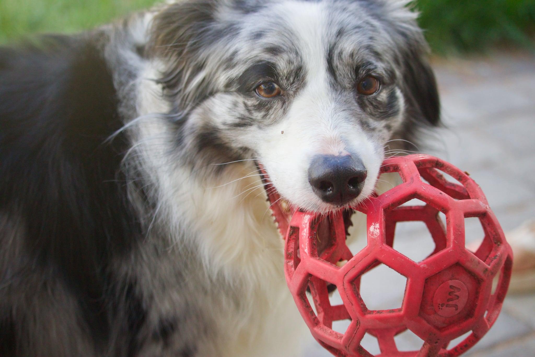 Zaia, a ADOPTABLE Australian Shepherd in Bend, OR image 3/6