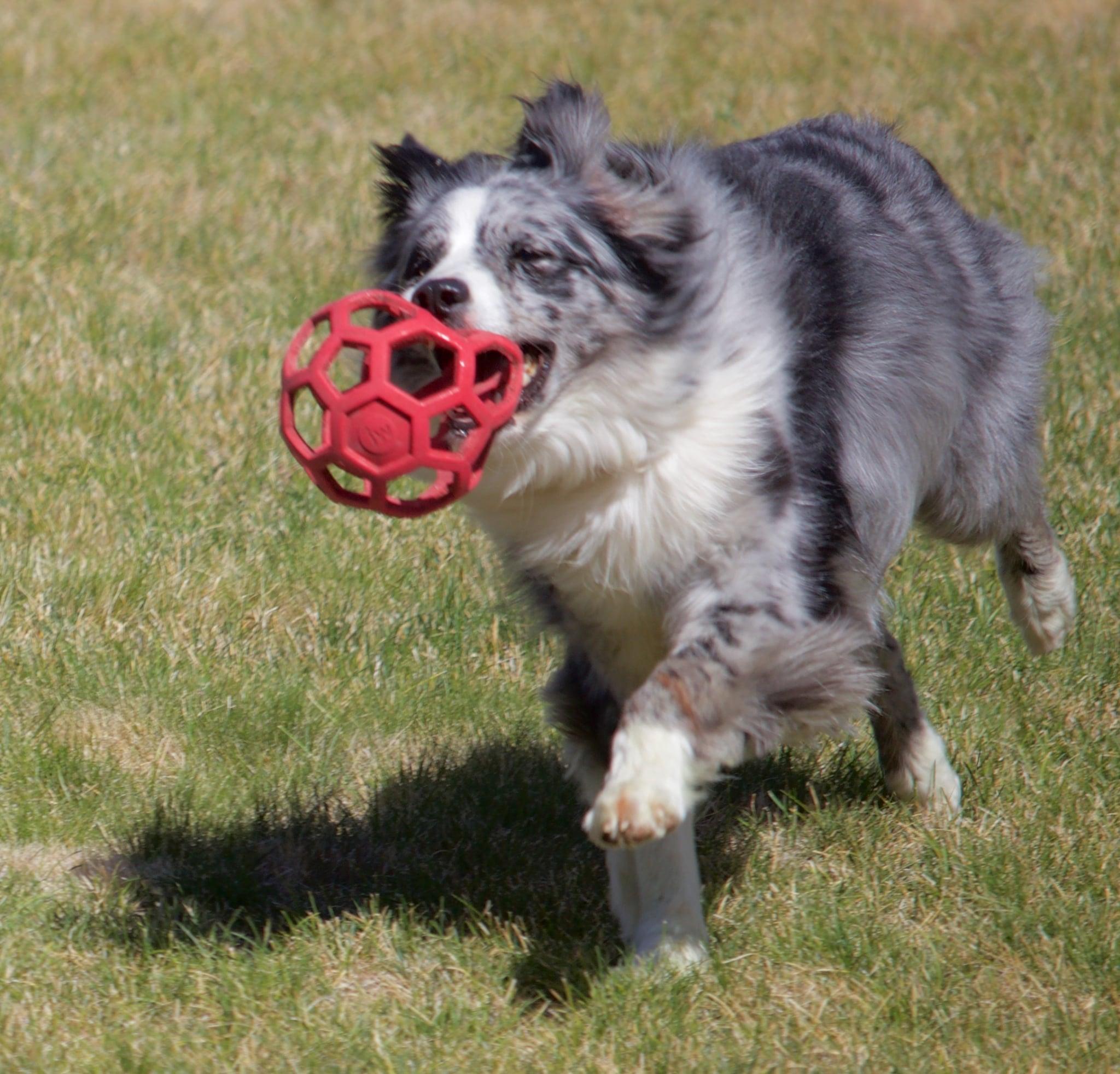 Zaia, a ADOPTABLE Australian Shepherd in Bend, OR image 4/6