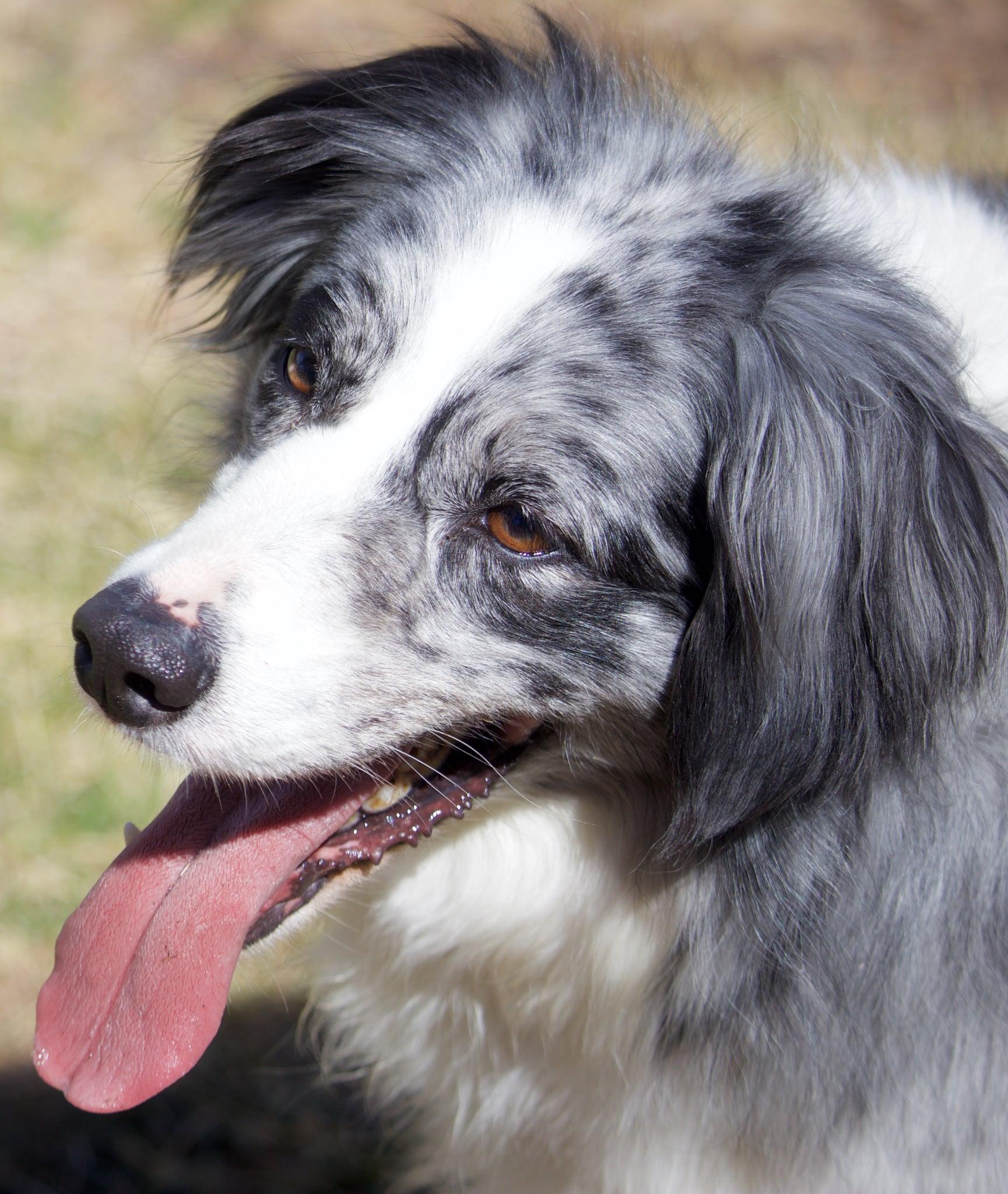 Zaia, a ADOPTABLE Australian Shepherd in Bend, OR image 5/6