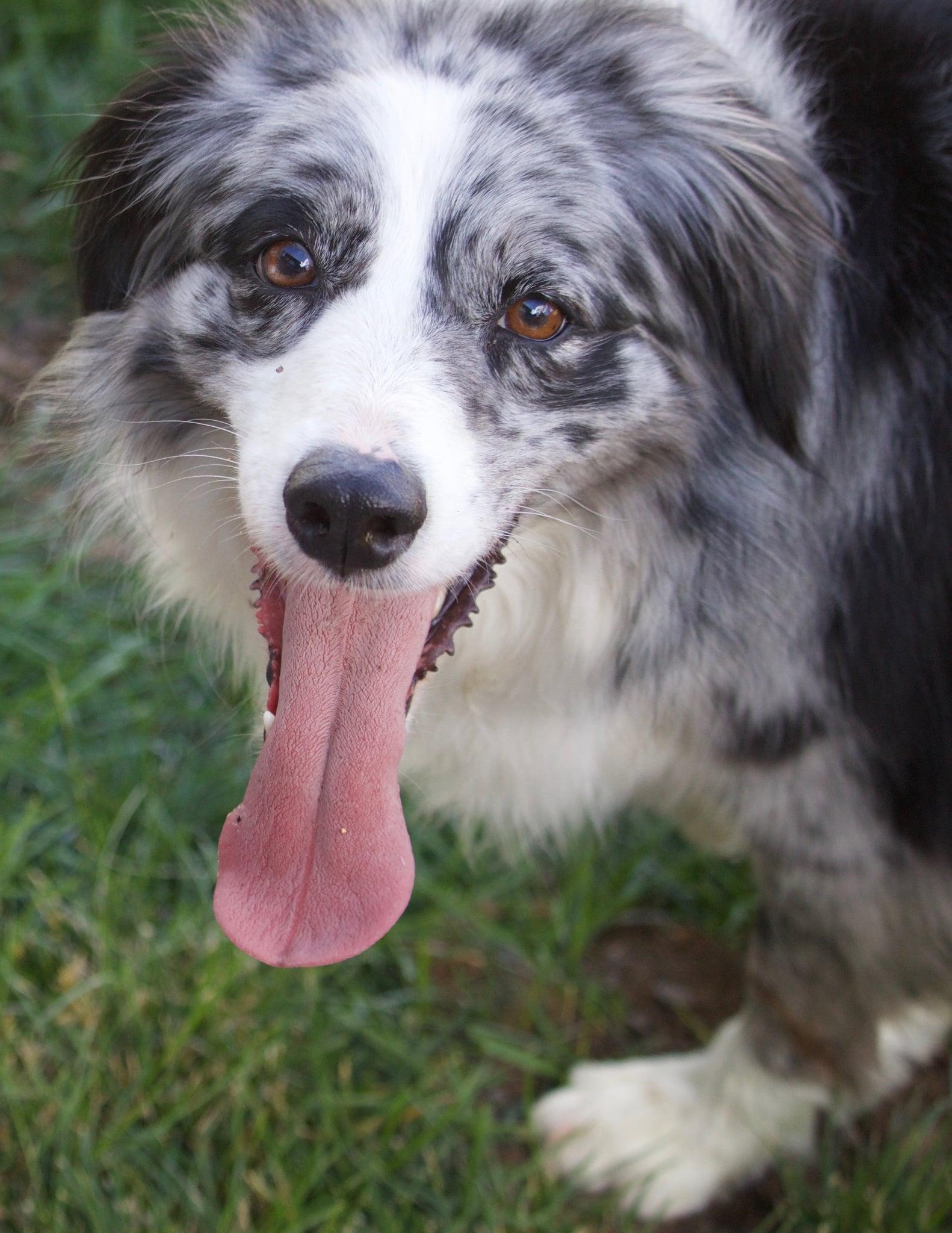 Zaia, ADOPTABLE, Adult Female Australian Shepherd.