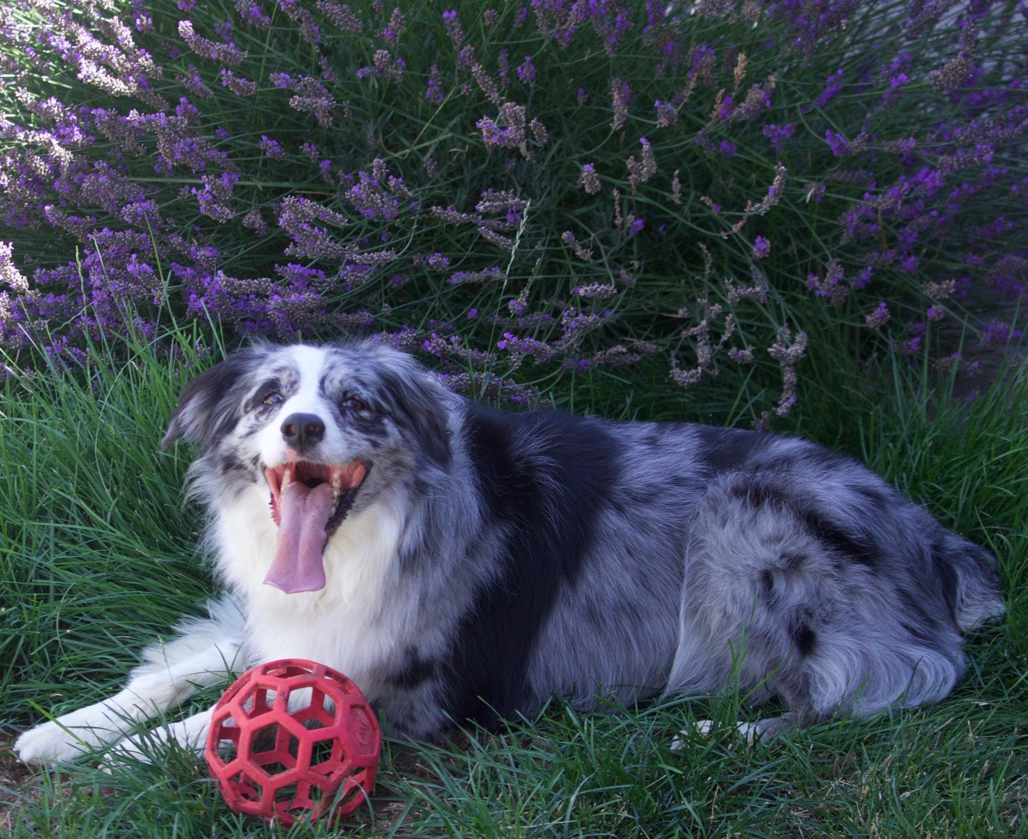 Zaia, a ADOPTABLE Australian Shepherd in Bend, OR image 2/6
