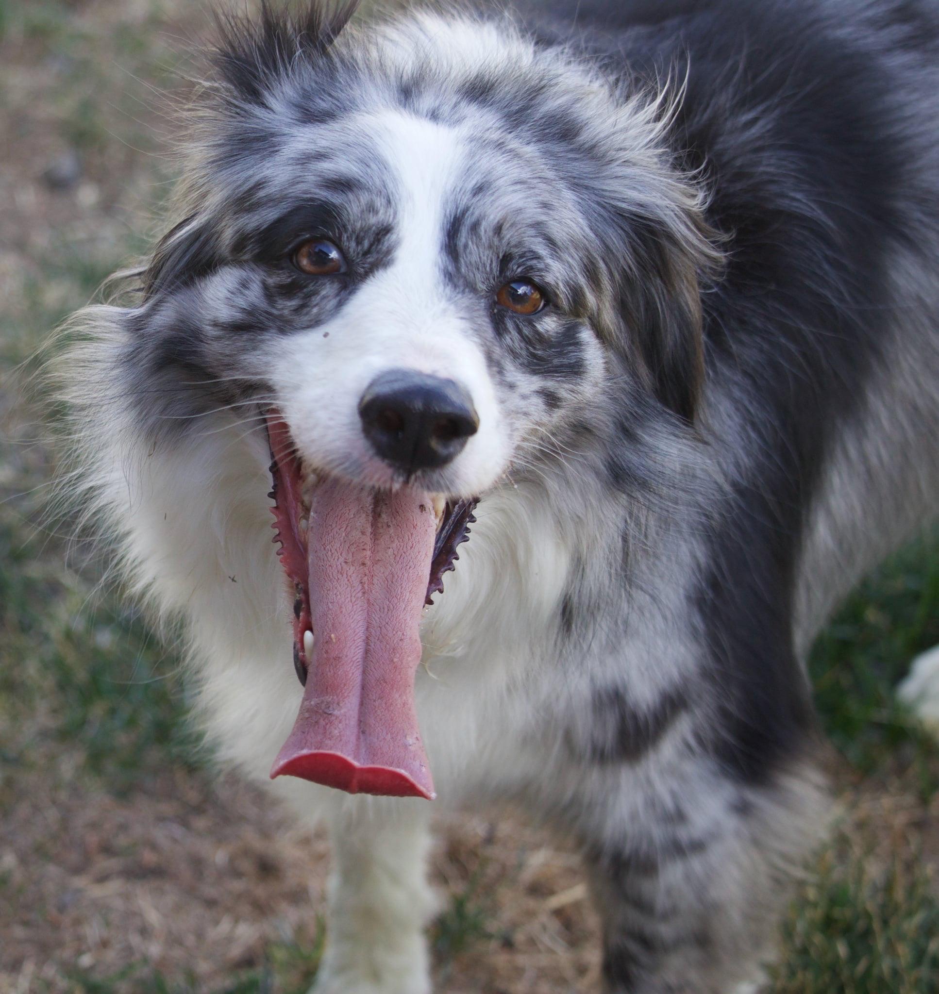 Zaia, a ADOPTABLE Australian Shepherd in Bend, OR image 6/6