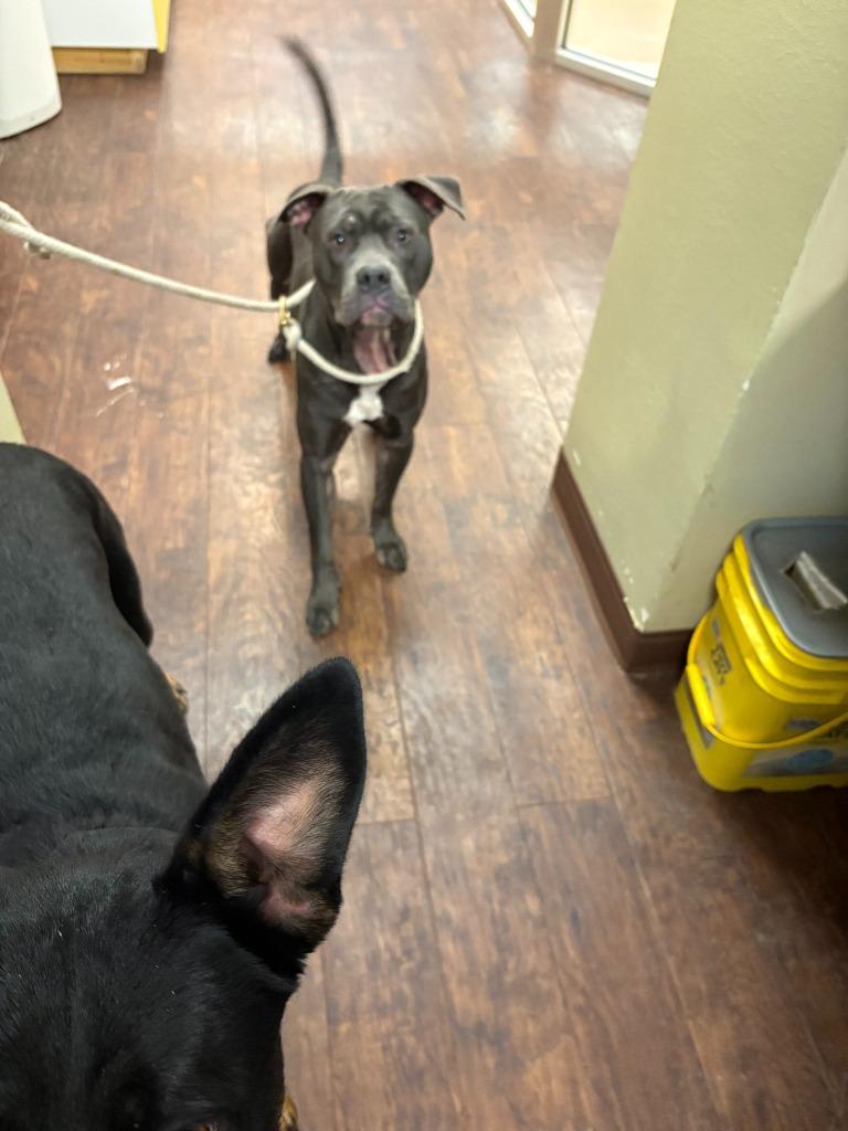 Dog Kennel #24, Adoptable, Adult Male Pit Bull Terrier & Mixed Breed.