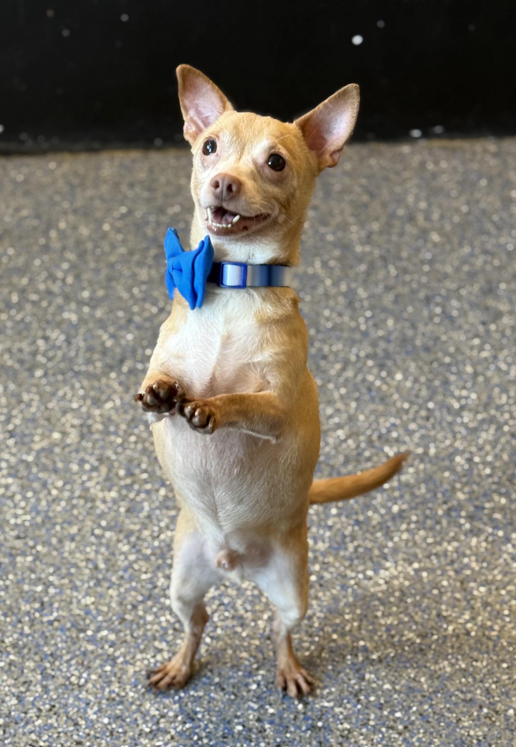 Enlarge Banks, a ADOPTABLE mixed breed in Phoenix, AZ image 1/3