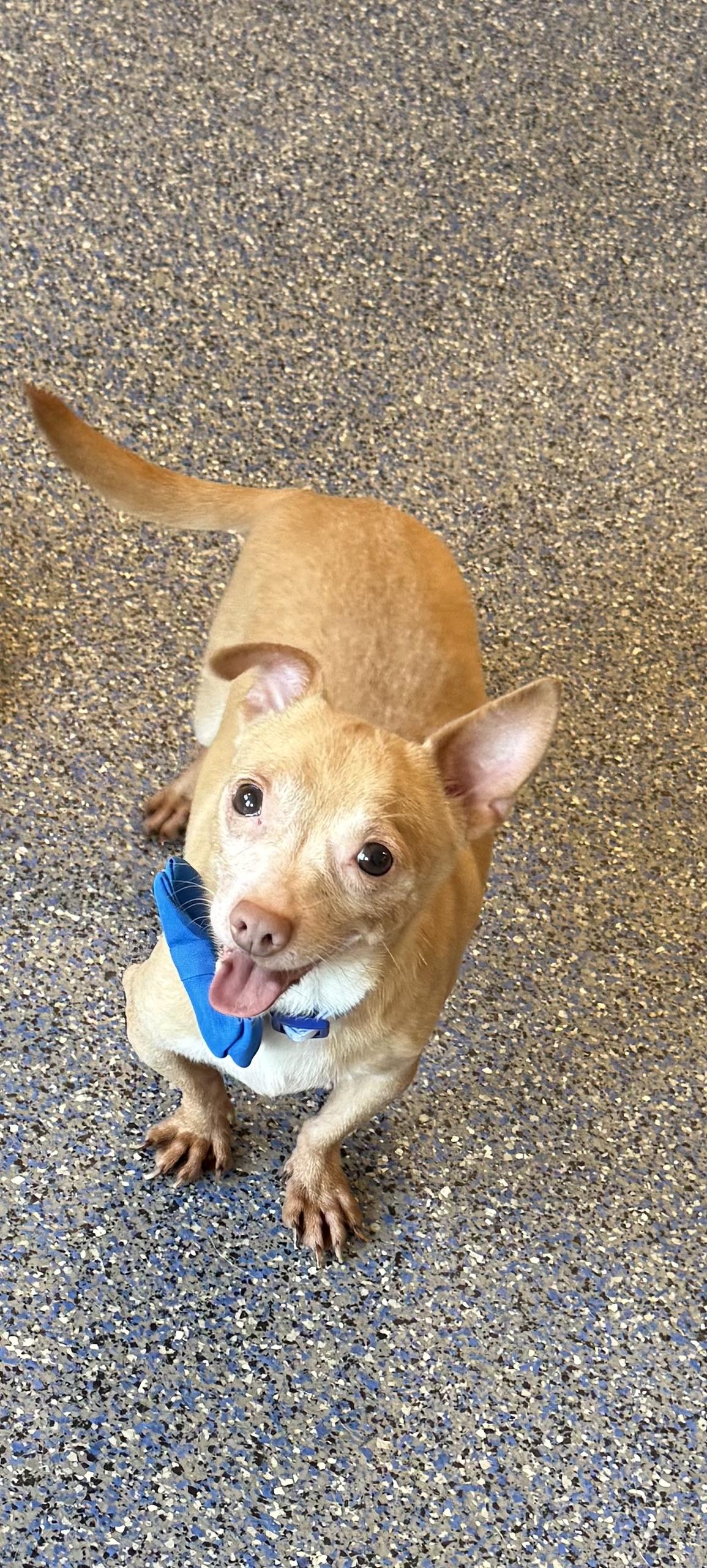 Enlarge Banks, a ADOPTABLE mixed breed in Phoenix, AZ image 2/3