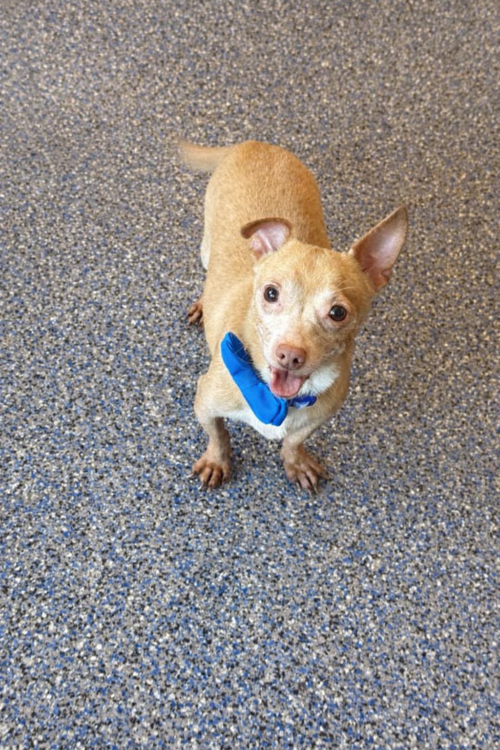 Enlarge Banks, a ADOPTABLE mixed breed in Phoenix, AZ image 3/3